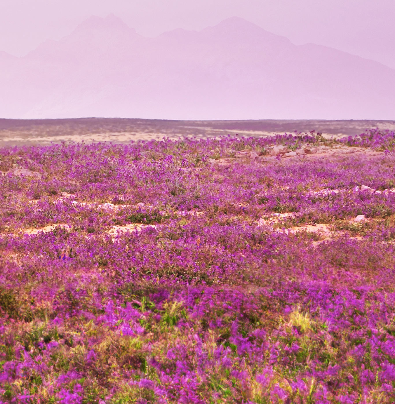 Riyadh Air Transforming the future of travel